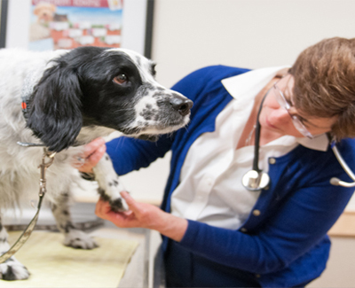 About Dover Veterinary Hospital